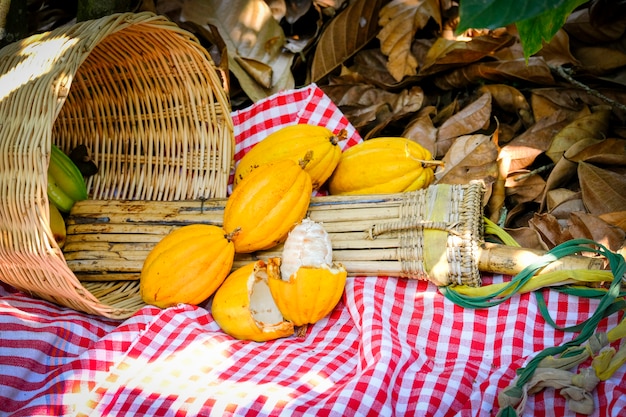 Gousses de cacao jaune dans le panier