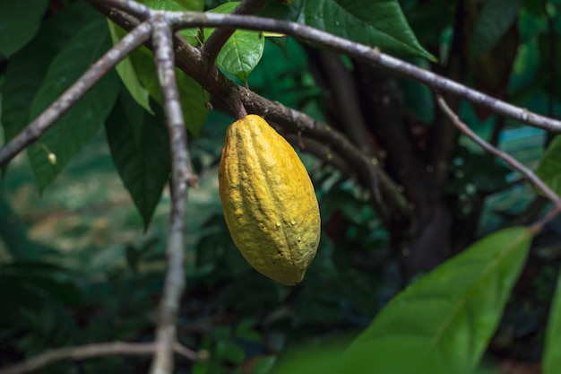 Les gousses de cacao jaunes poussent sur les arbres L'arbre de cacao Theobroma cacao avec des fruits Arbre de cacao mûr