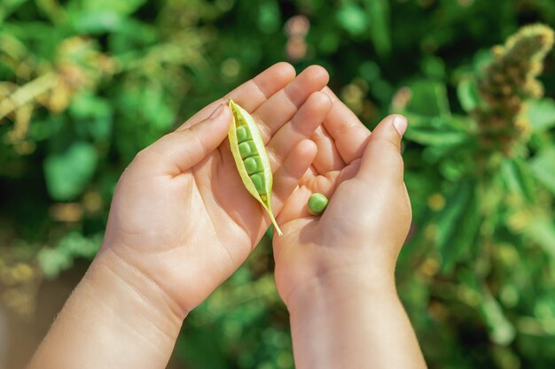 Gousses fraîches de pois verts dans les mains de l'enfant.