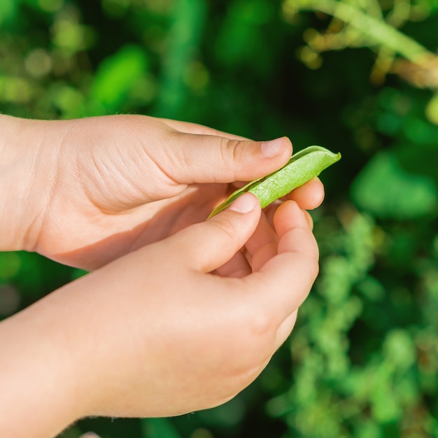 Gousses fraîches de pois verts dans les mains de l'enfant