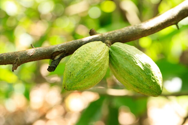 Gousses de fruits de cacao biologique dans la nature