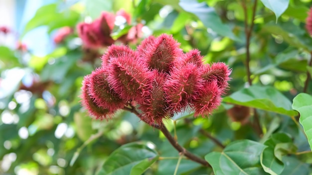 Photo gousses de graines d'arbre de rouge à lèvres annatto bixa orellana