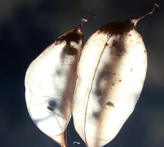 Les gousses de graines de Colutea arborescens