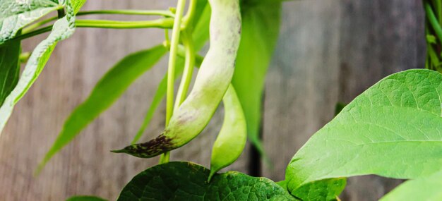 Gousses de haricot de sélénium dans le jardin selective focusfood