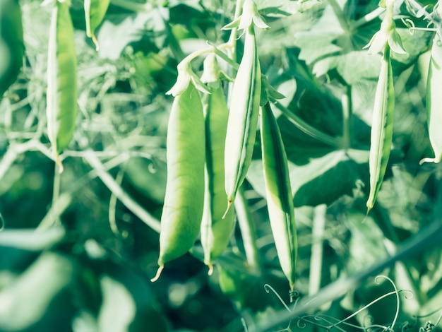 Gousses de pois vert clair frais sur un jardin