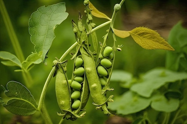 Gousses de pois verts debout dans des jardins potagers sur un terrain créé avec une IA générative