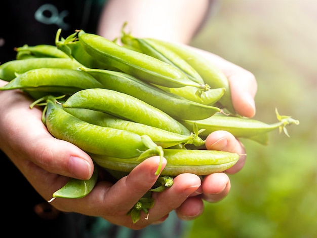 Gousses de pois verts à la main Harvest Concept