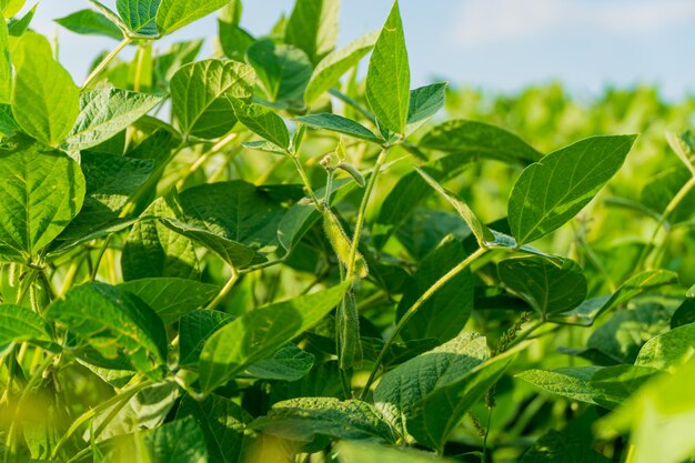 Des gousses de soja vert Un gros plan de la plante de soja vert Agriculture