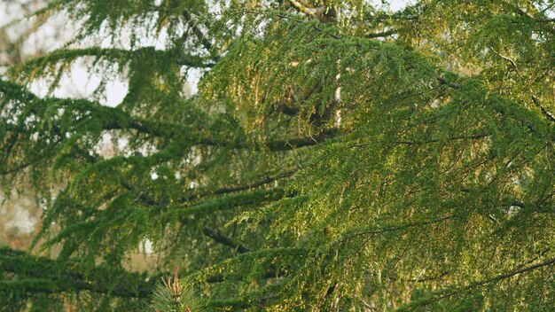 Goutte d'eau sur les aiguilles d'un arbre de conifères après la pluie sur fond de branches d'épicéa vert bokeh