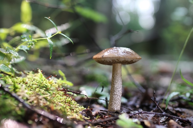 Goutte d'eau aux champignons cèpes