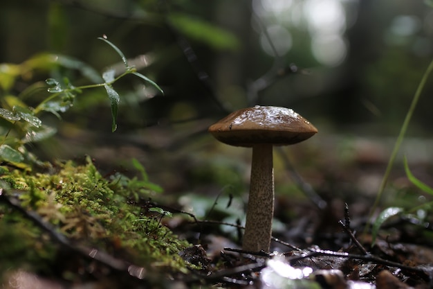 Goutte d'eau aux champignons cèpes