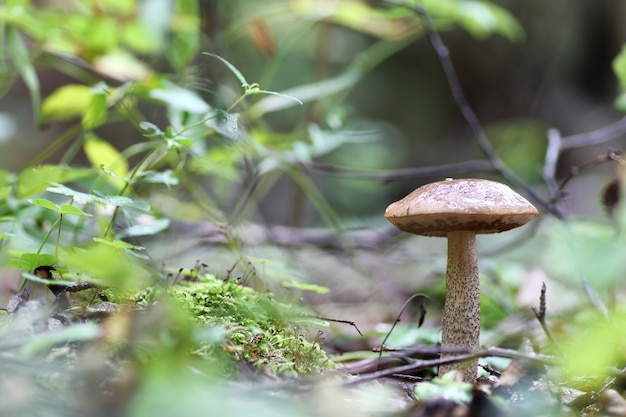 Goutte d'eau aux champignons cèpes