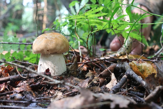 Goutte d'eau aux champignons cèpes