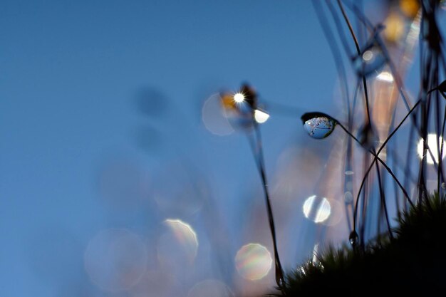 Goutte d'eau à l'extrémité de la fleur d'herbe avec un ciel bleu profond en arrière-plan