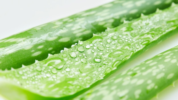 Goutte d'eau sur la feuille d'aloe vera. fraicheur