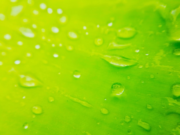 Goutte d&#39;eau sur une feuille d&#39;arbre tropical vert au matin