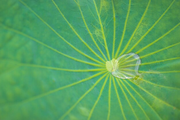 Goutte d&#39;eau sur la feuille de lotus