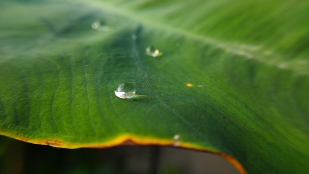 Goutte d'eau sur la feuille de taro prise le matin