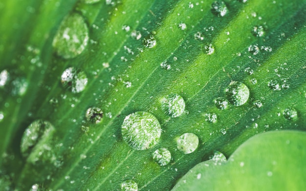 Goutte d&#39;eau sur feuille verte