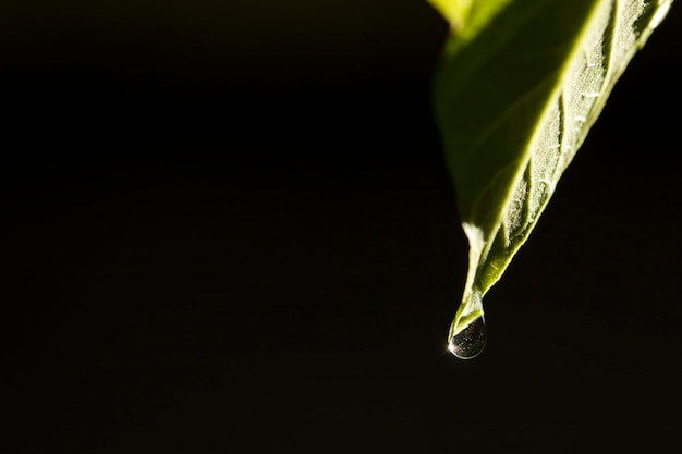 Goutte d'eau sur feuille verte