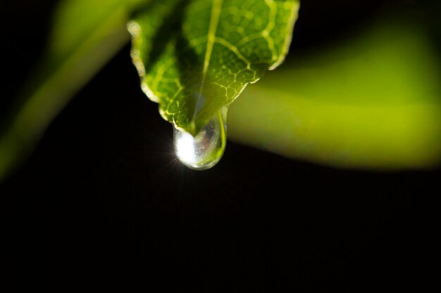 Goutte d'eau sur feuille verte