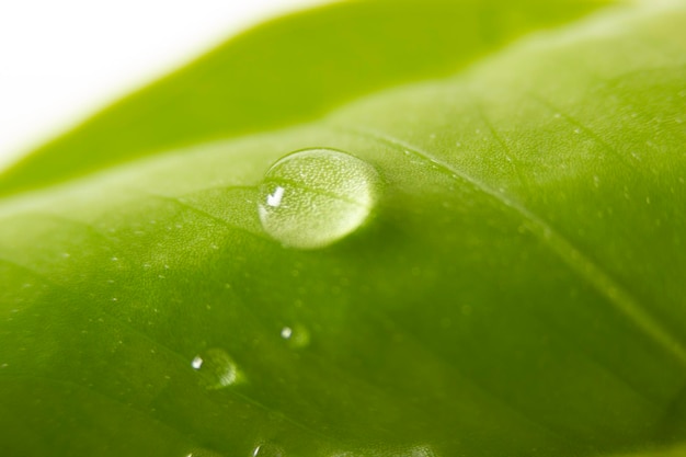 Goutte d'eau sur feuille verte