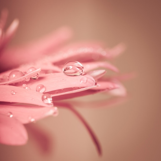 Goutte d'eau sur la fleur rose, très gros plan