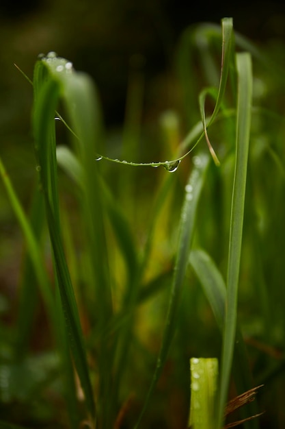 Goutte d'eau sur l'herbe après la pluie d'automne