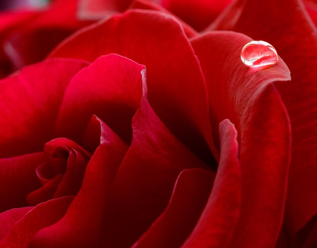 Photo goutte d'eau sur la magnifique fleur de rose rouge