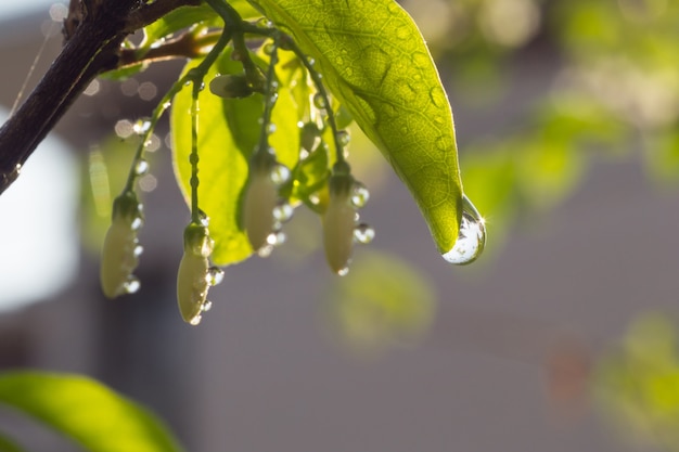 Goutte d&#39;eau pétillante de feuille verte