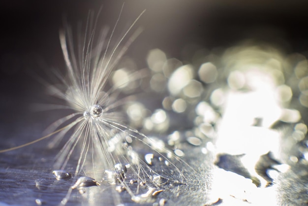 Une goutte d'eau sur un pissenlit pissenlit sur fond bleu avec copie espace gros plan