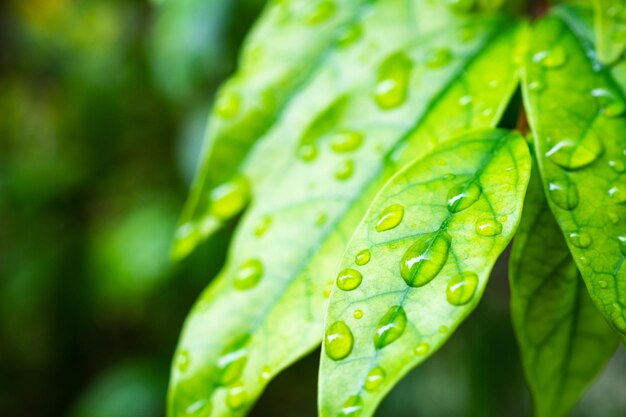 Goutte d'eau de pluie sur fond naturel closeup feuille verte