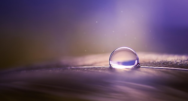 Une goutte d'eau sur une plume sur fond bleu dans une macro avec espace de copie