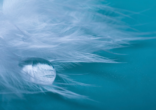 Goutte d'eau sur une plume