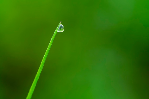 Une goutte d'eau de rosée sur la tige d'herbe verte sur fond vert clair avec bokeh