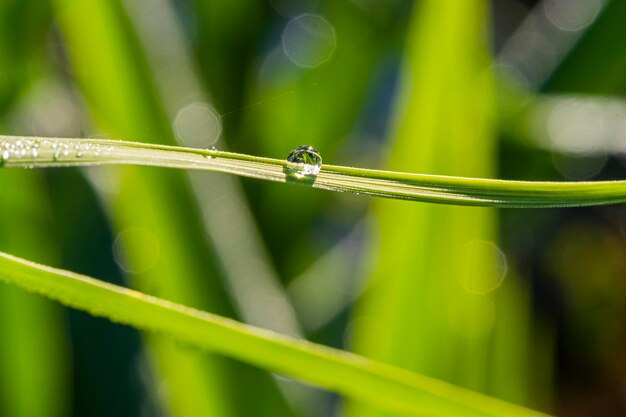 Une goutte d'eau de rosée sur la tige d'herbe verte sur fond vert clair