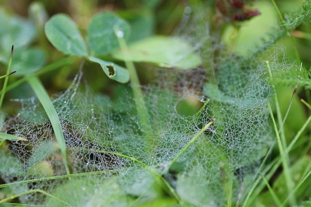 Goutte d'eau de rosée de toile d'araignée