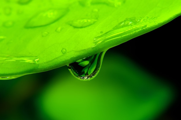 Goutte d'eau tombant de la feuille verte