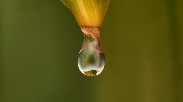 Goutte d'eau tombant sur une feuille