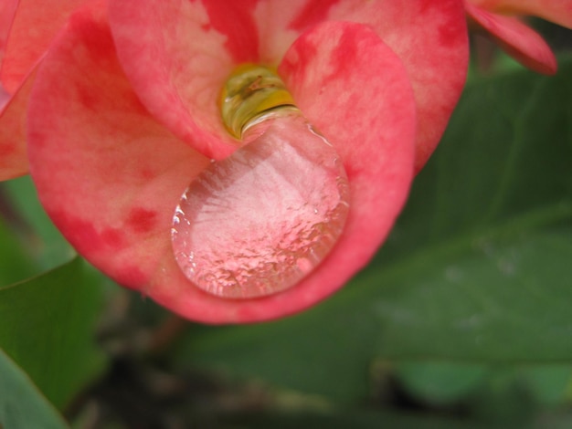 Goutte d'eau tombant d'une fleur