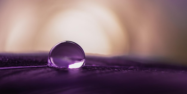 Goutte d'eau transparente sur une plume en violet en macro