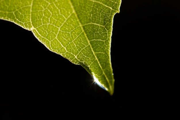 goutte d&#39;eau