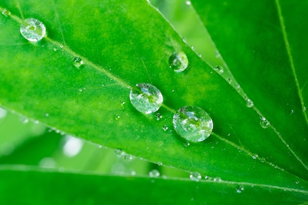 Goutte Sur Une Feuille Verte. Réflexion Dans Une Goutte. Photo Macro. De Grosses Gouttes De Rosée. Gouttes De Pluie Sur Les Feuilles Vertes. Gouttes D'eau.