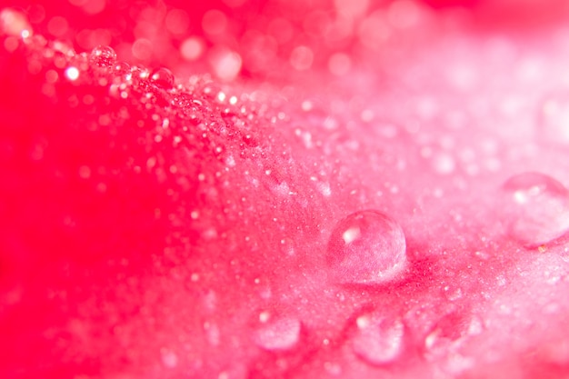 Photo goutte de fond sur les pétales de fleurs roses