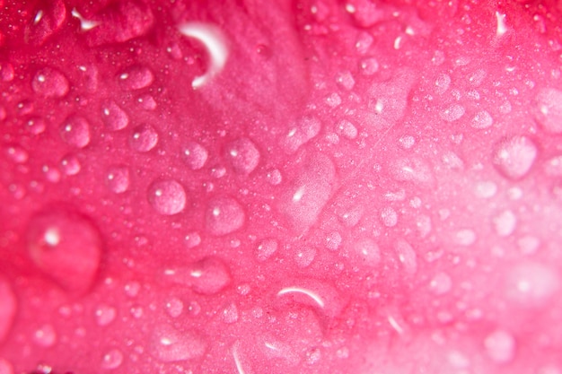 Goutte de fond Sur les pétales de fleurs roses