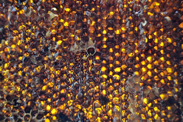 Goutte de goutte de miel d'abeille provenant de nids d'abeilles hexagonaux remplis de nectar doré Composition estivale de nids d'abeilles composée de goutte de miel naturel sur cadre en cire abeille Goutte de goutte de miel d'abeille dans des nids d'abeilles