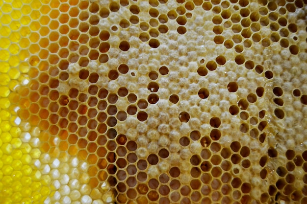 Goutte de miel d'abeille goutte à goutte de nids d'abeilles hexagonaux remplis de nectar doré Composition estivale en nid d'abeilles composée d'une goutte de miel naturel goutte à goutte sur un cadre en cire d'abeille Goutte de miel d'abeille goutte à goutte dans des nids d'abeilles