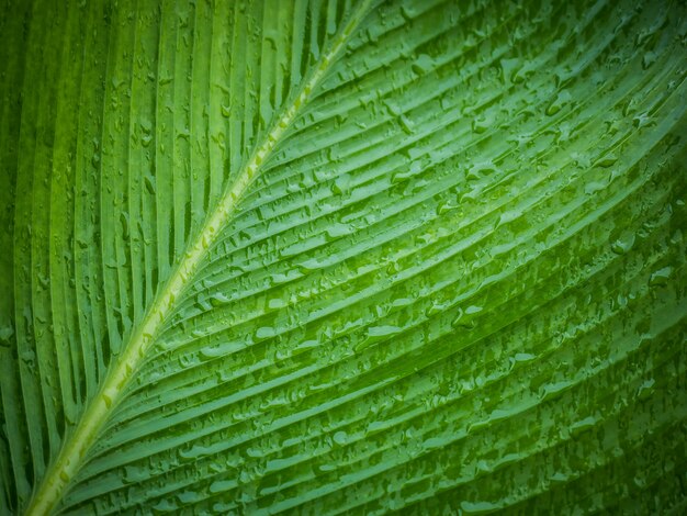 Goutte de pluie agrandi sur feuille verte.