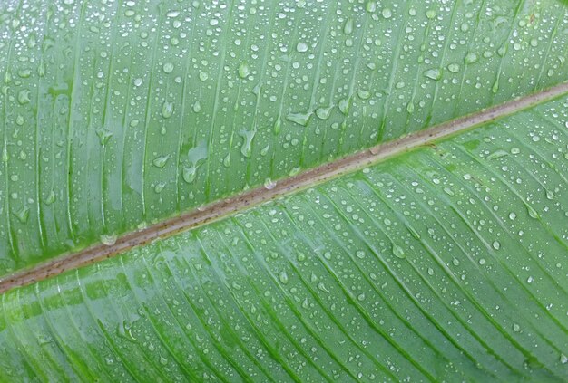 Goutte de pluie sur la feuille de bananier