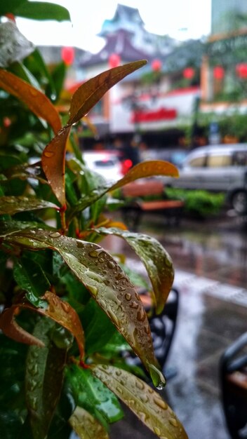 Goutte de pluie sur la feuille